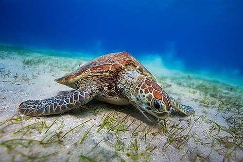 Green turtle Art Print