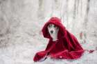 Little Red Riding Hood in Winter Art Print