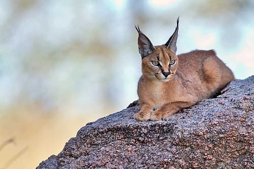 Caracal Art Print by Alessandro Catta