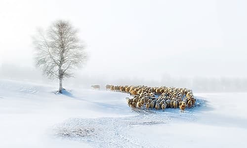 In Snow Art Print by Jingshu Zhu