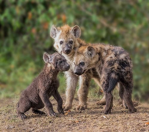 Baby Hyena Animals Print