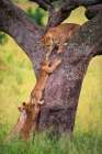 Climbing Cub Art Print