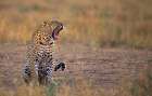 Yawning Leopard Art Print
