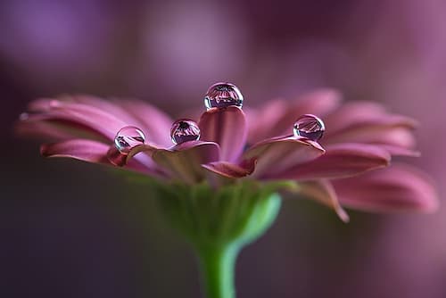 Delicate Flower Reflections Art Print by Silvia Spedicato