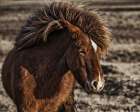 Windblown Art Print