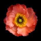 Morning Poppy Art Print