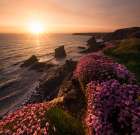 Flowers of the sea Art Print