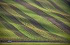 Stripes in the fields Art Print by Peter Svoboda