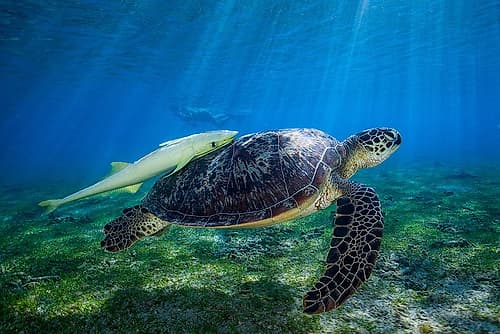 Sea Turtle Art Print