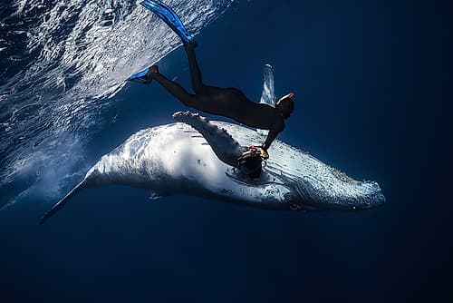 Dancing with whale Art Print