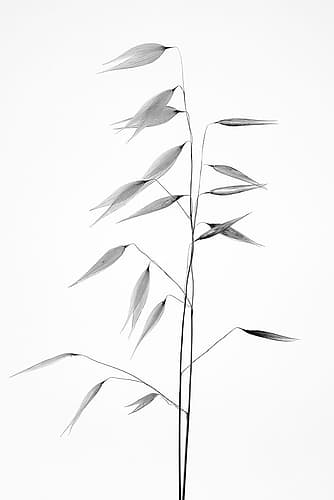 Sharpness of the nature Minimalist Print