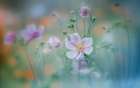 anemone Art Print