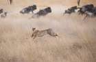Cheetah Hunting Art Print