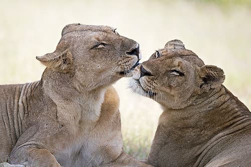 Wild tenderness Animals Print