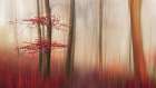 Red Leaves. Art Print