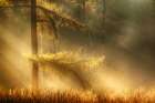 autumn light Art Print