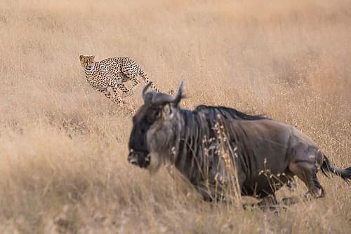 Cheetah Hunting - 2 Animals Print