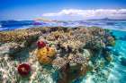 Mayotte : The Reef Art Print