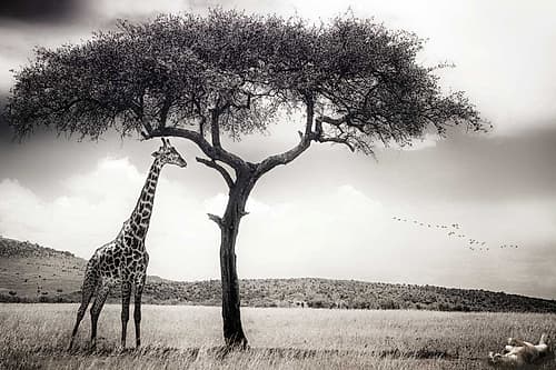 Under The African Sun Art Print