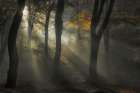 Sunbeam Art Print