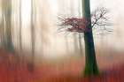 Red Leaves And The Hidden Path. Art Print