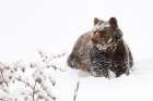 Bear in the snow Art Print