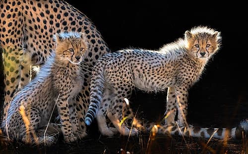 Baby Cheetahs Animals Print