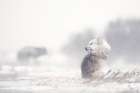 dogs in the storm Art Print