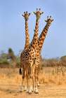 Three Headed Giraffe Art Print