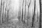 The Shape of Trees 03 Art Print
