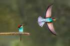 Bee-eater going for food Art Print by Xavier Ortega