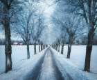 Swedish winter Art Print