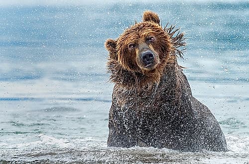 Shaking - Kamchatka-Russia Animaux reproduction