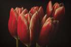 Flowers Art Print