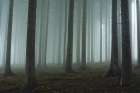 Foggy forest Art Print