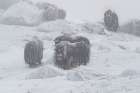 Muskox Art Print