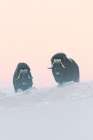 Muskox Art Print