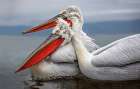 Dalmatian Pelicans Art Print by Xavier Ortega