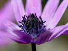 Violet Wild Flower Art Print