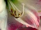 Amaryllis Art Print
