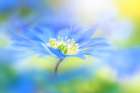 Wind flower Art Print