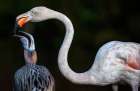 Mother flamingo with chick Abstract Art Print