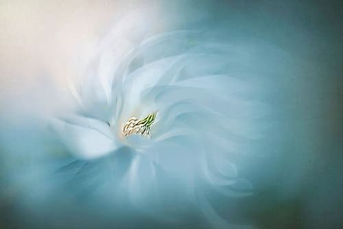 Serene Art Print by Susann Parker