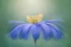 Winter Windflower Art Print