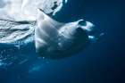 Flying Manta ray Coastal Print