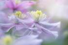 Clematis Mayleen Art Print