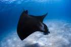 Dancing Manta Art Print