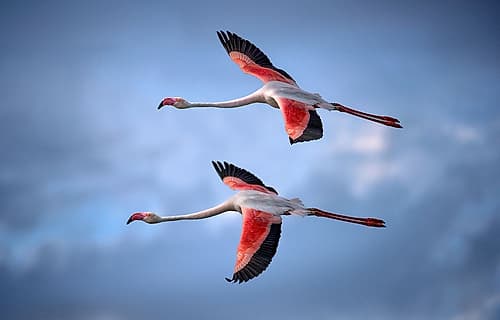 Greater Flamingos Art Print