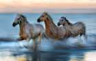 Slow motion horses Art Print