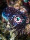 Baby Cuttlefish Art Print